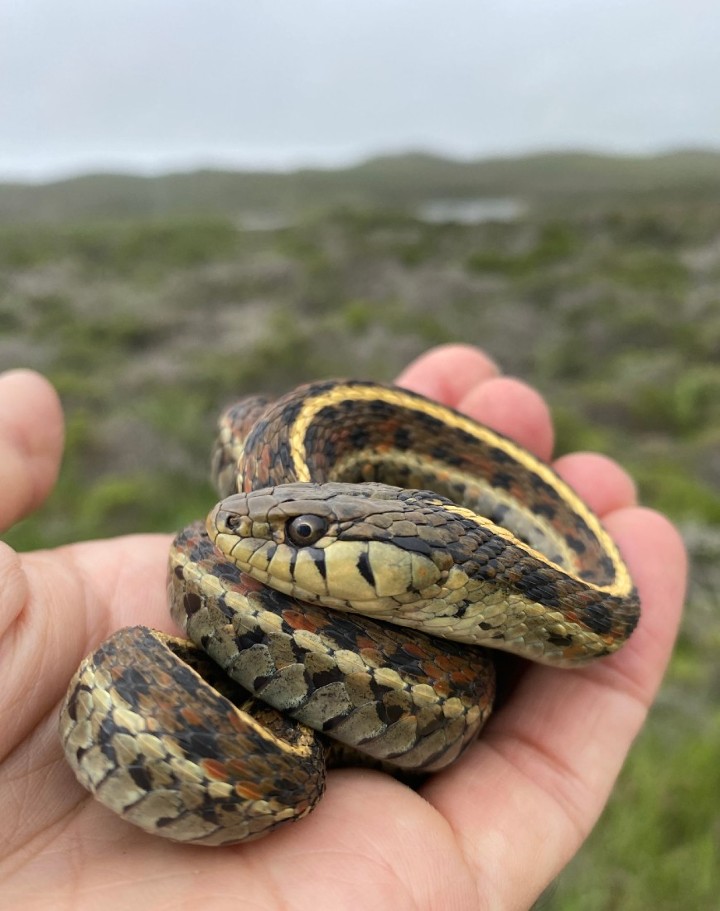 Coast Garter Snake